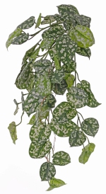 Scindapsus (Epripremnum) 72cm, UV bestendig